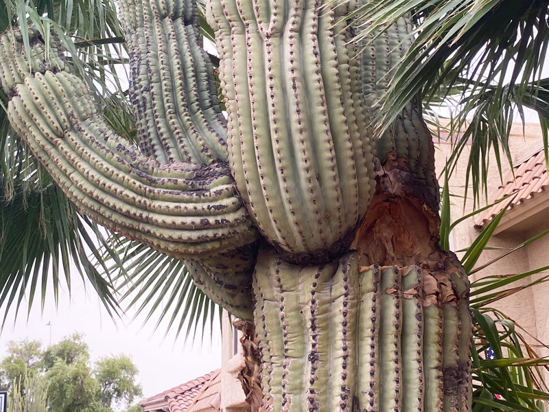 Daño de saguaro en phoenix