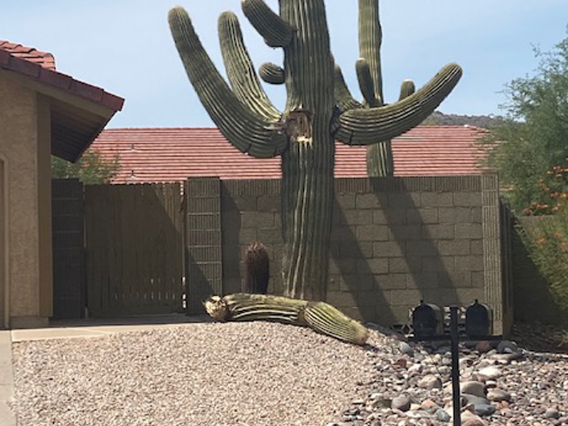 Saguaro caído en Phoenix