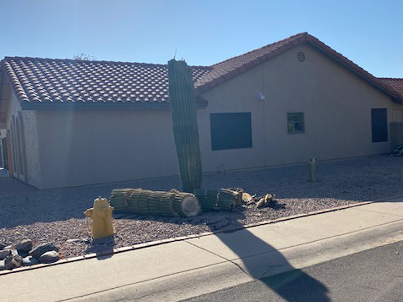 Saguaro caído en Phoenix