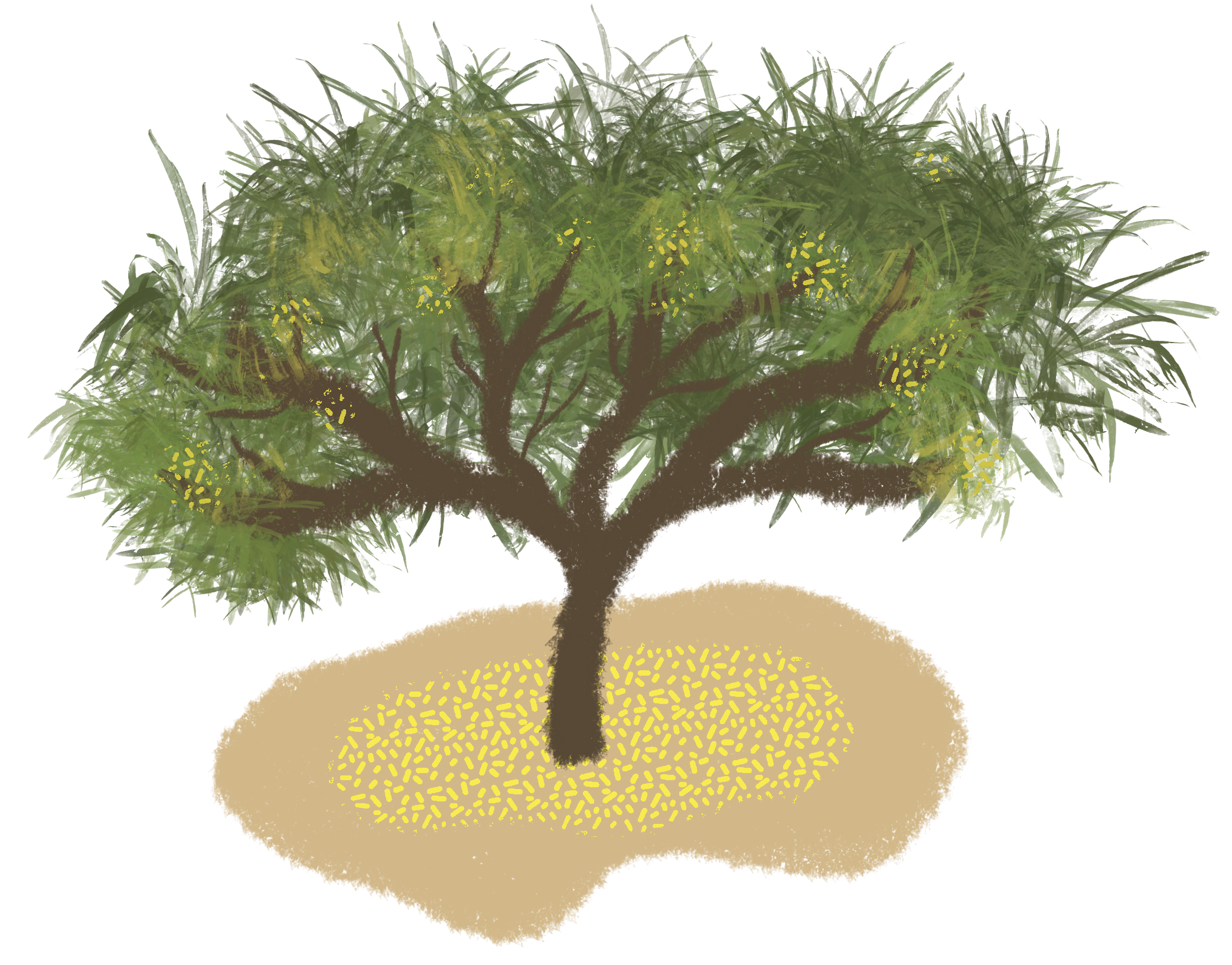 Ilustración de árbol de mezquite