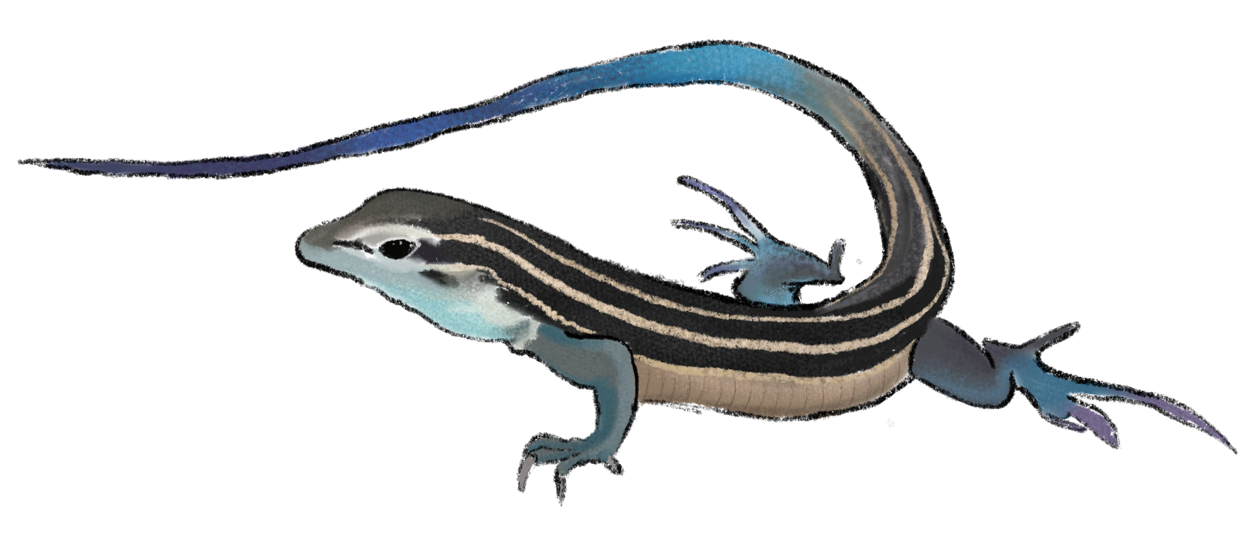 Ilustración de lagarto whiptail