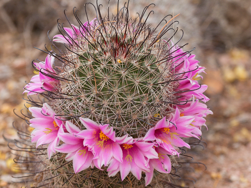 Cactus acerico en el jardín botánico del desierto