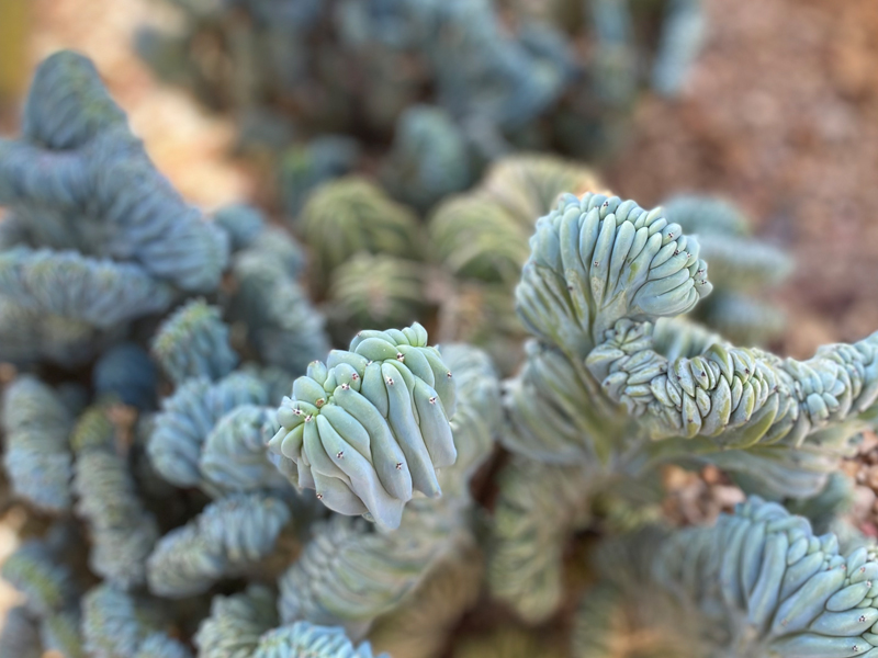 Cactus de arándano