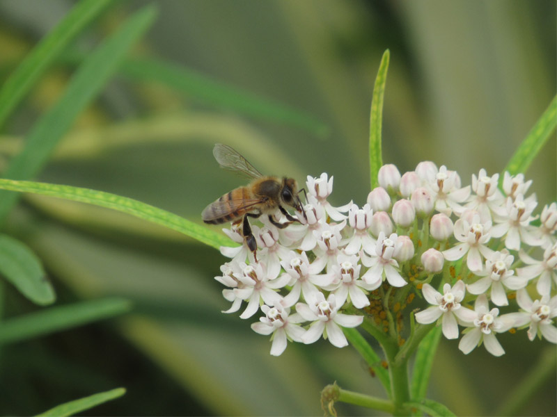 Bee on Milkweed Bloom