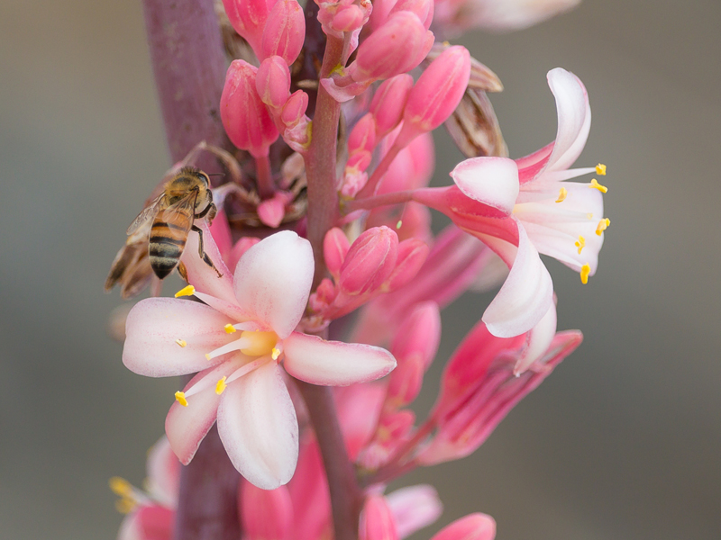 Miel de abeja en una flor