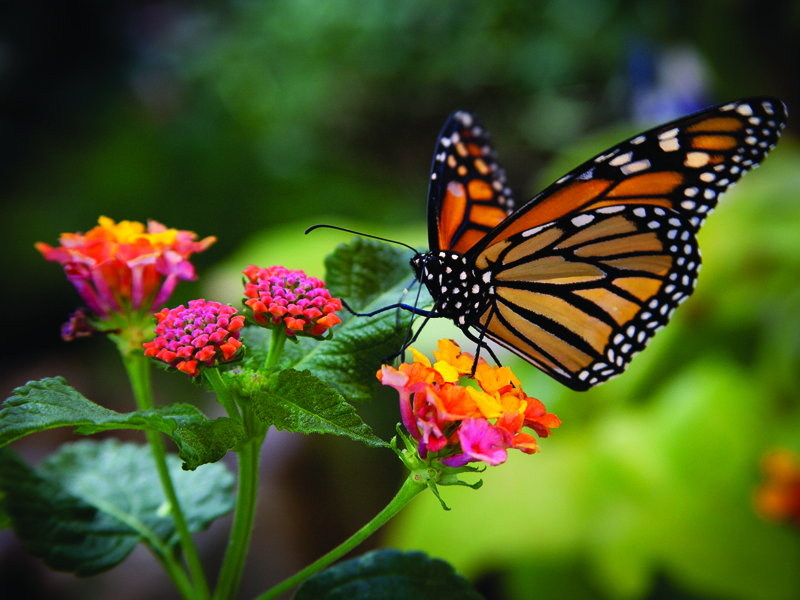 Mariposa monarca en algodoncillo