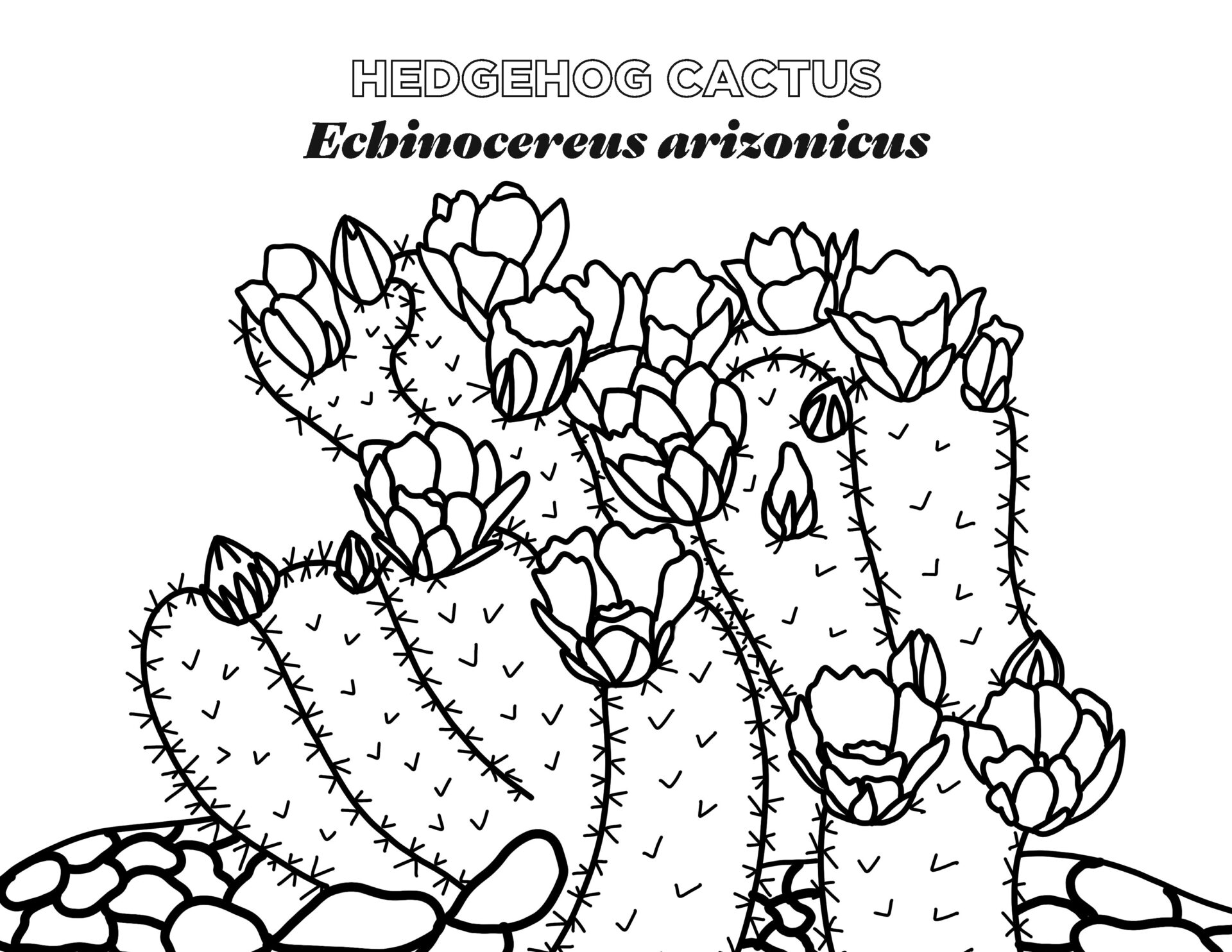 Cactus de arizona para colorear