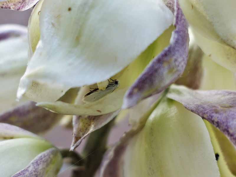 Insecto en una planta de algodoncillo por Kaitlin Haase