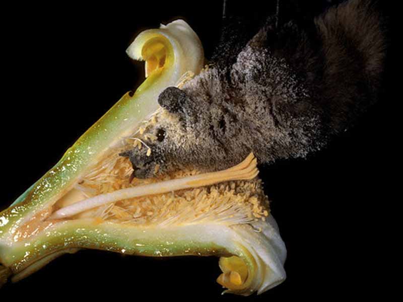 Bat in a Night Bloomer de Merlin D. Tuttle