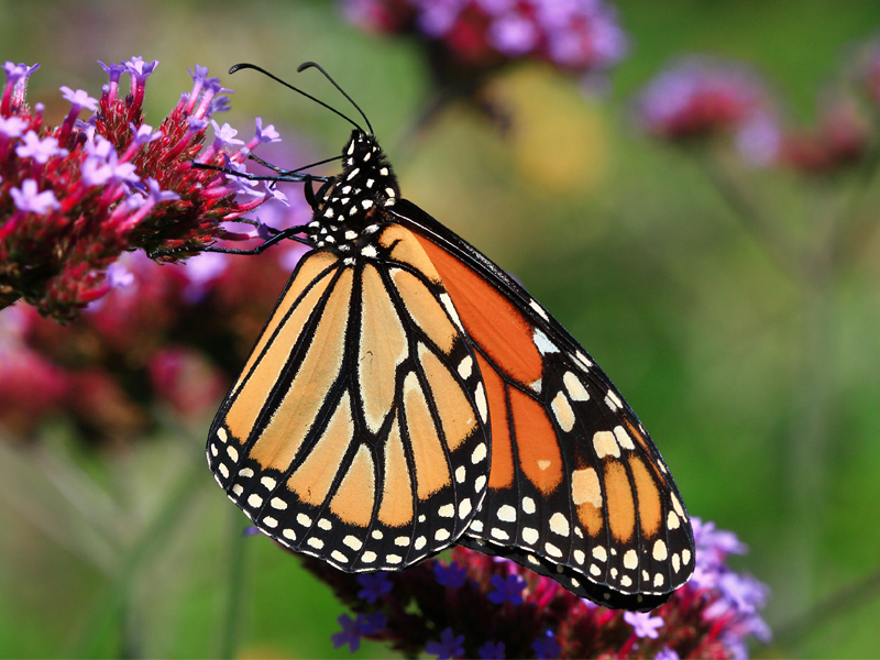 Monarch Butterfly Insect Facts  Danaus plexippus - A-Z Animals