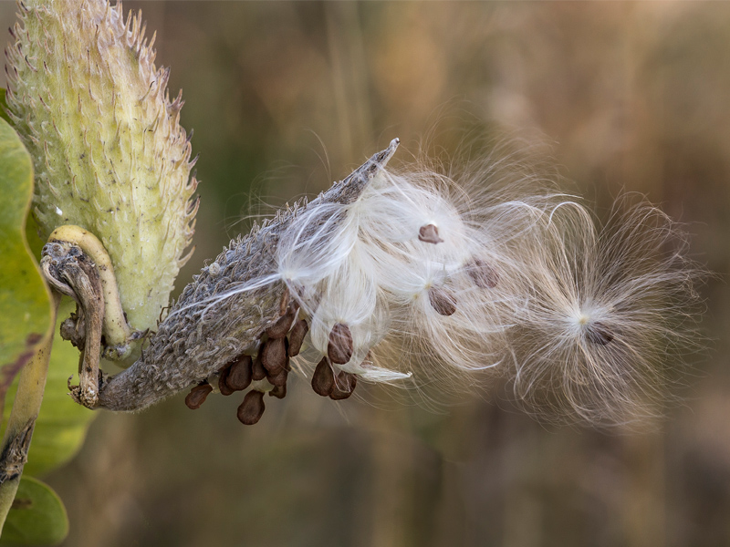 Tumbleweed, Deserts, Invasive Species, Wind Dispersal