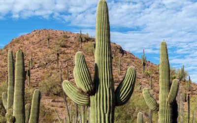 Cactus: quinto grupo de seres vivos más amenazado