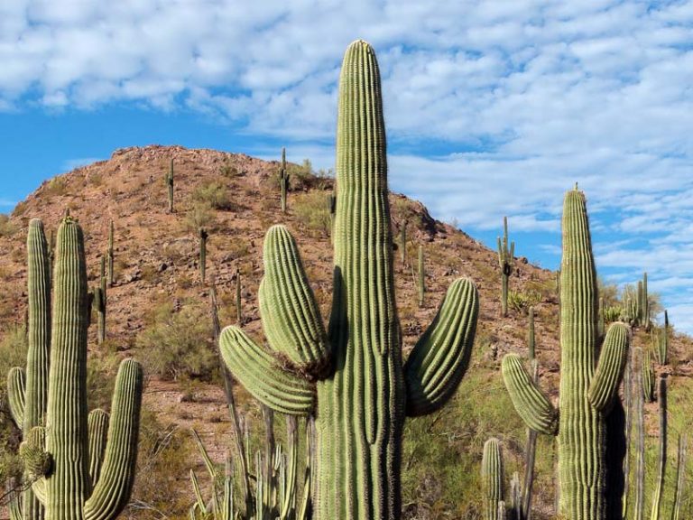 Cactus: Fifth Most-Threatened Group of Living Things