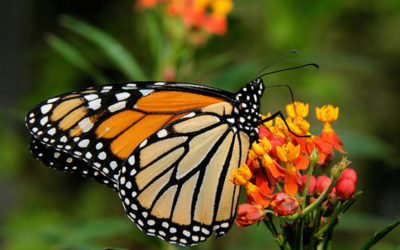 Mariposas monarca y algodoncillo