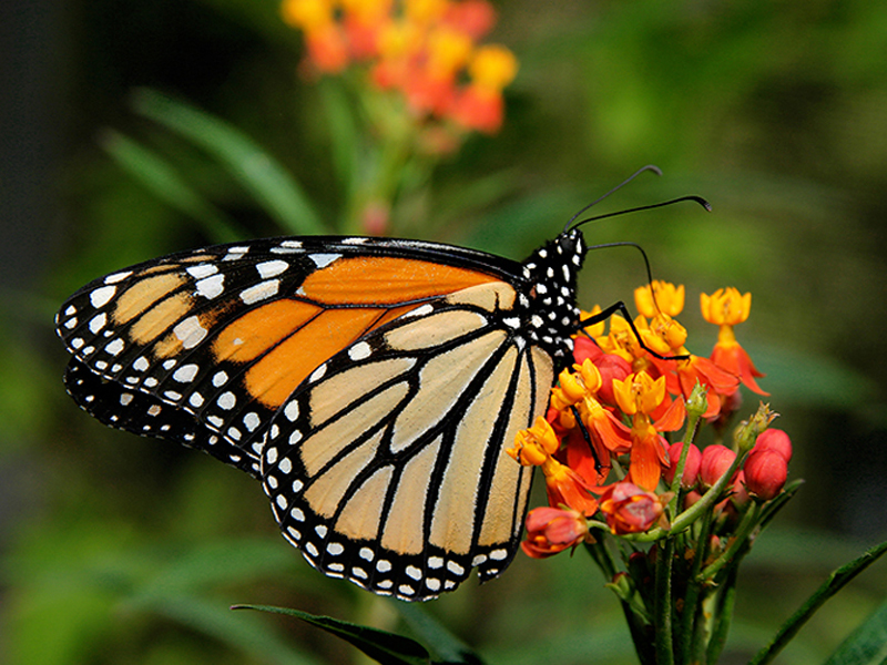 Monarch Butterflies and Milkweeds
