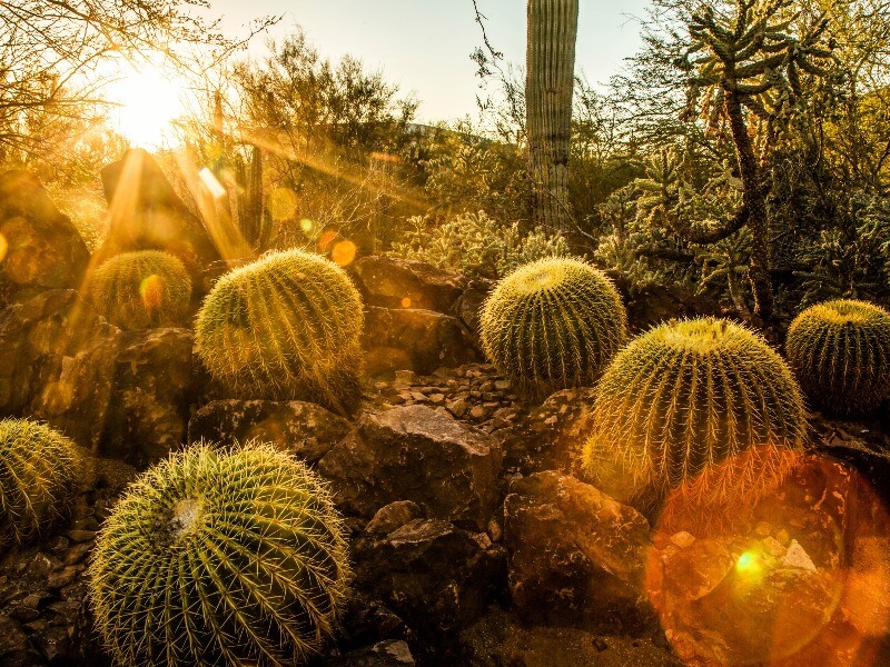 Cactus in the garden, sun set view