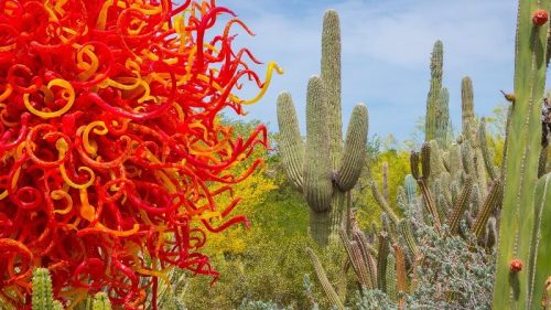 Chihuly Nature of Glass display at the Desert Botanical Garden