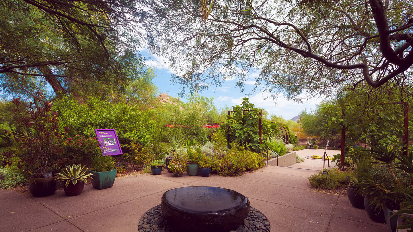 Pathway at the Desert Botanical Garden