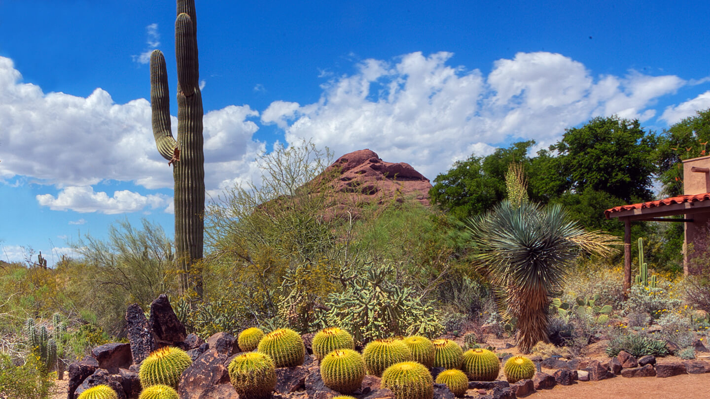 Saguaro cactus at the Desert Botanical Gardens