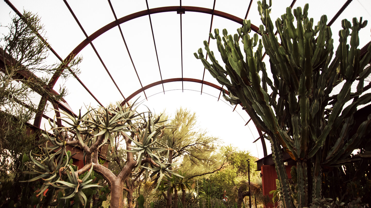 Succulent gallery at the Desert Botanical Gardens