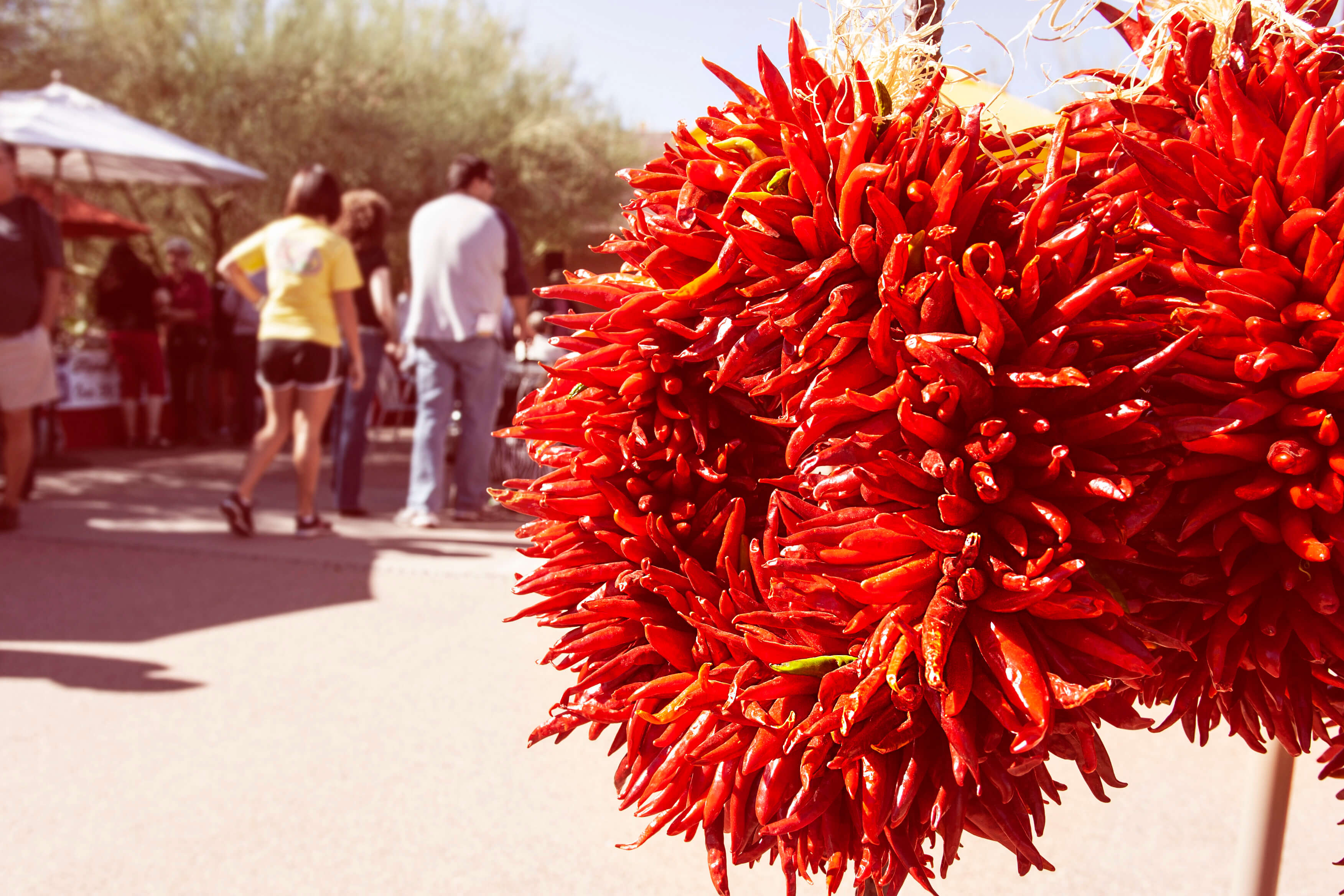 Chile bunch at the Chiles and Chocolate event at the desert botanical gardens