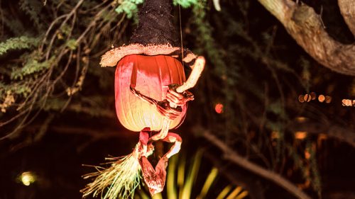 witch pumpkin at dbg strange garden