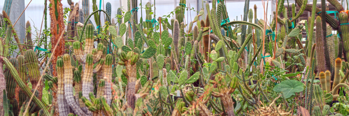 Cacti at the Hazel Hare Center at the Desert Botanical Gardens