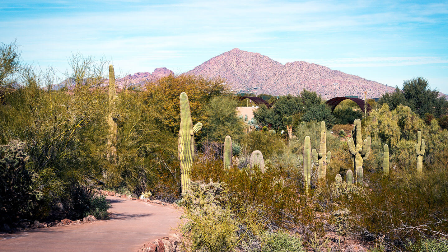 The Sonoran Desert Nature trail at the desert botanical gardens