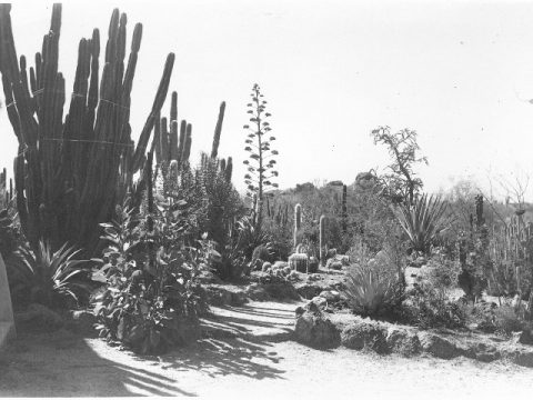 photo of cactus