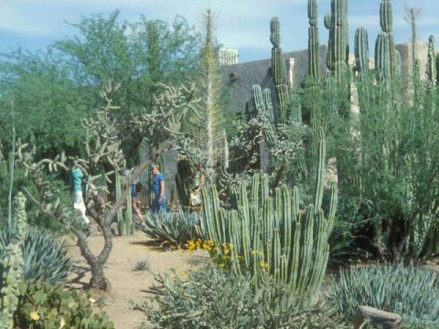 tall cactus photo with people visiting the garden