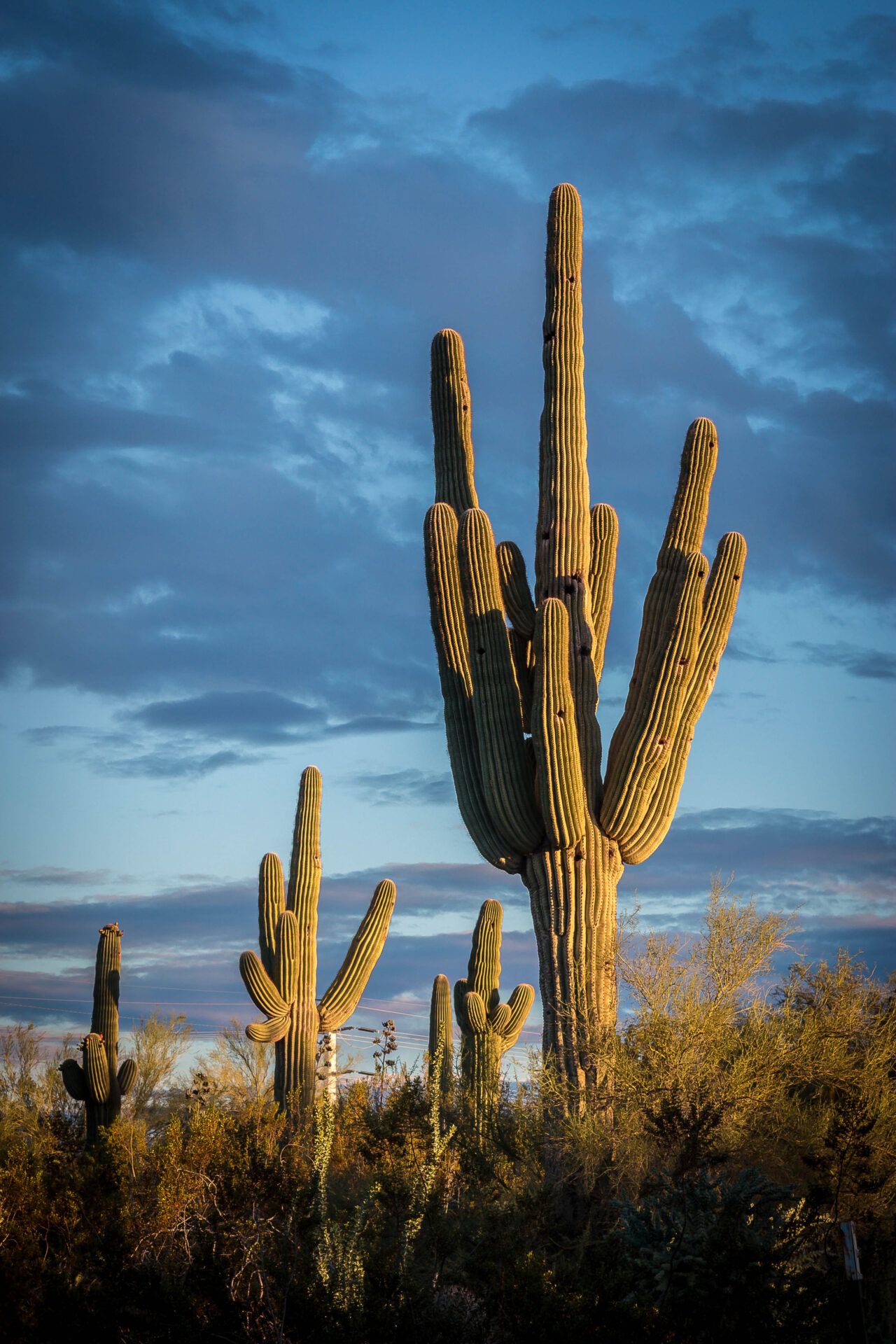 General Gallery | Desert Botanical Garden