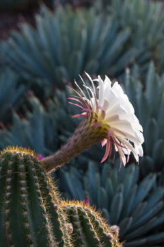 large-flowered cactus at the garden