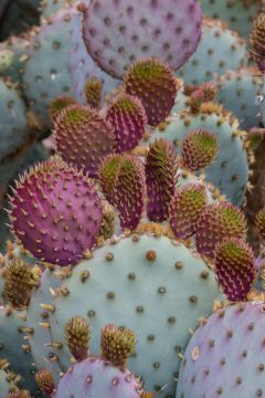 Prickly Pear Cactus at Desert Botanical Garden