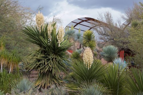 Yucca Blooms at Desert Botanical Garden