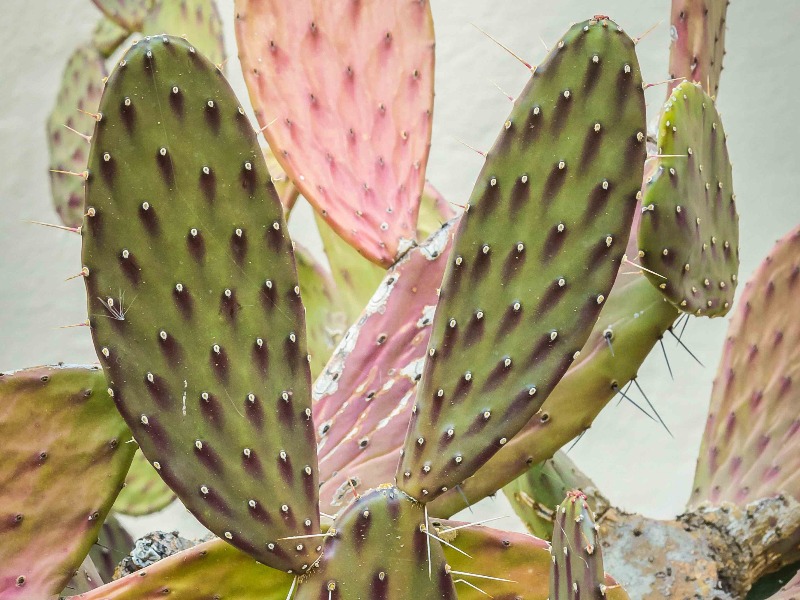 Imágenes de plantas de cactus