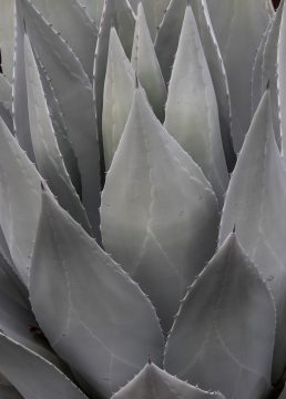 Agave at Desert Botanical Garden
