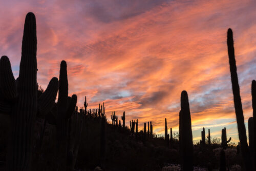 Desert Botanical Garden's Butte at Sunset