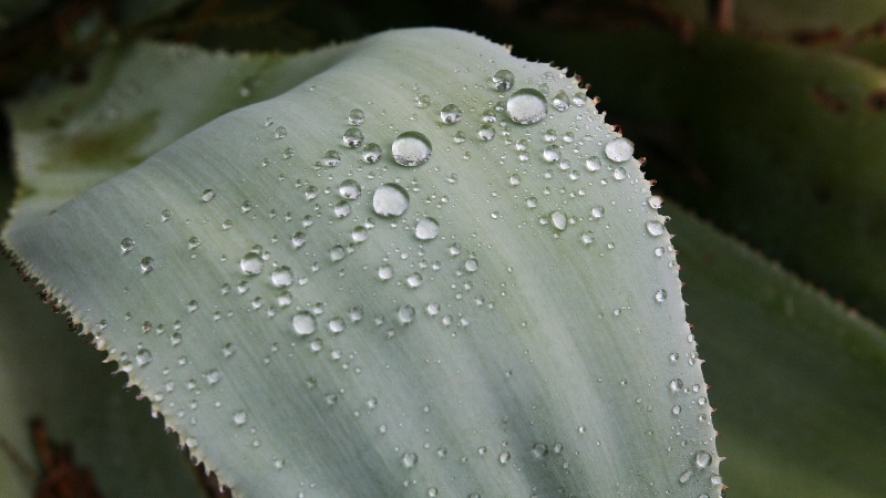 macro close up of water droplets at dbg