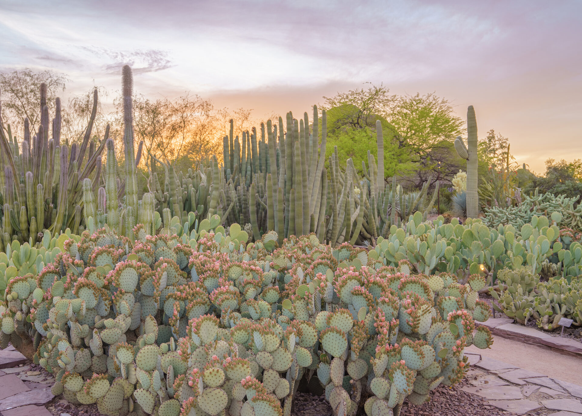 General Gallery | Desert Botanical Garden