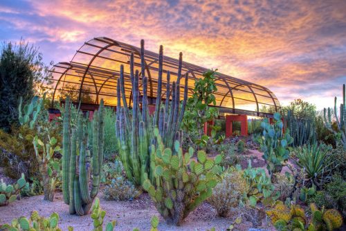 Sunset at Desert Botanical Garden