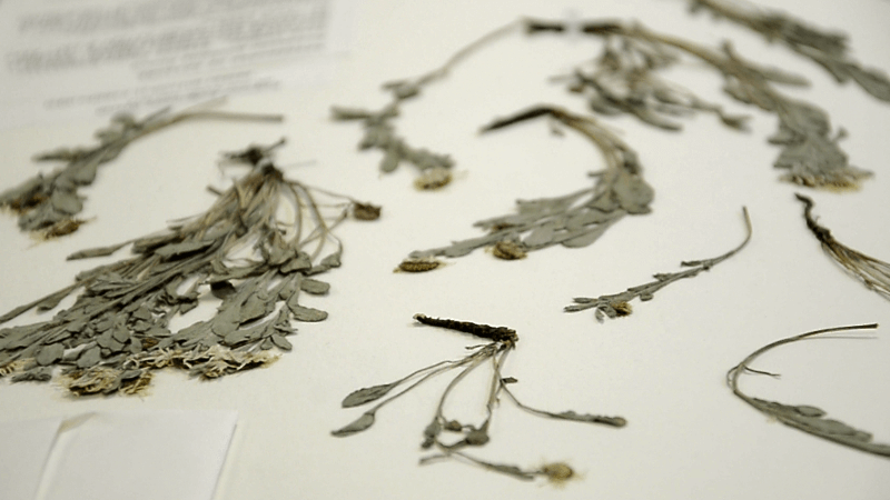 Herbarium of Agavaceae and Cactaceae Herbarium of Agavaceae and Cactaceae