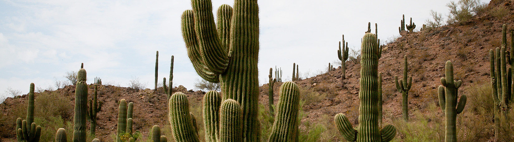 Salvando el desierto de plantas de cactus 