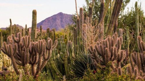 paisaje de cactus