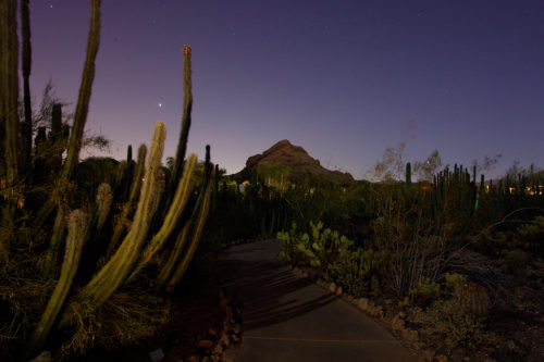 Night time trails at desert botanical garden