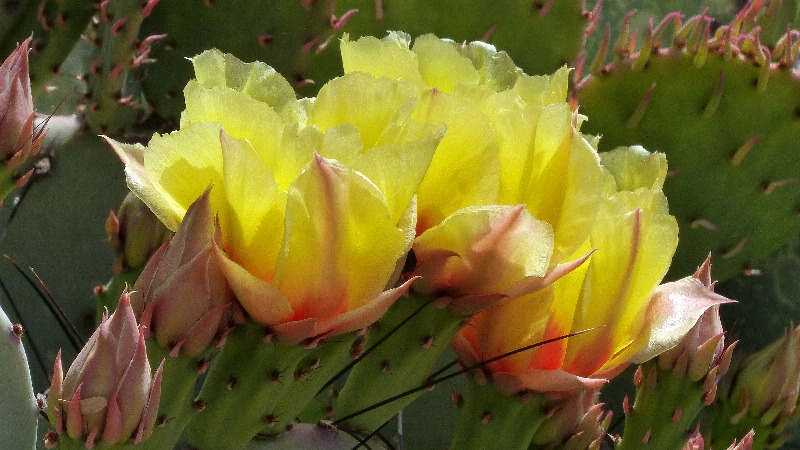 flowers on cactus