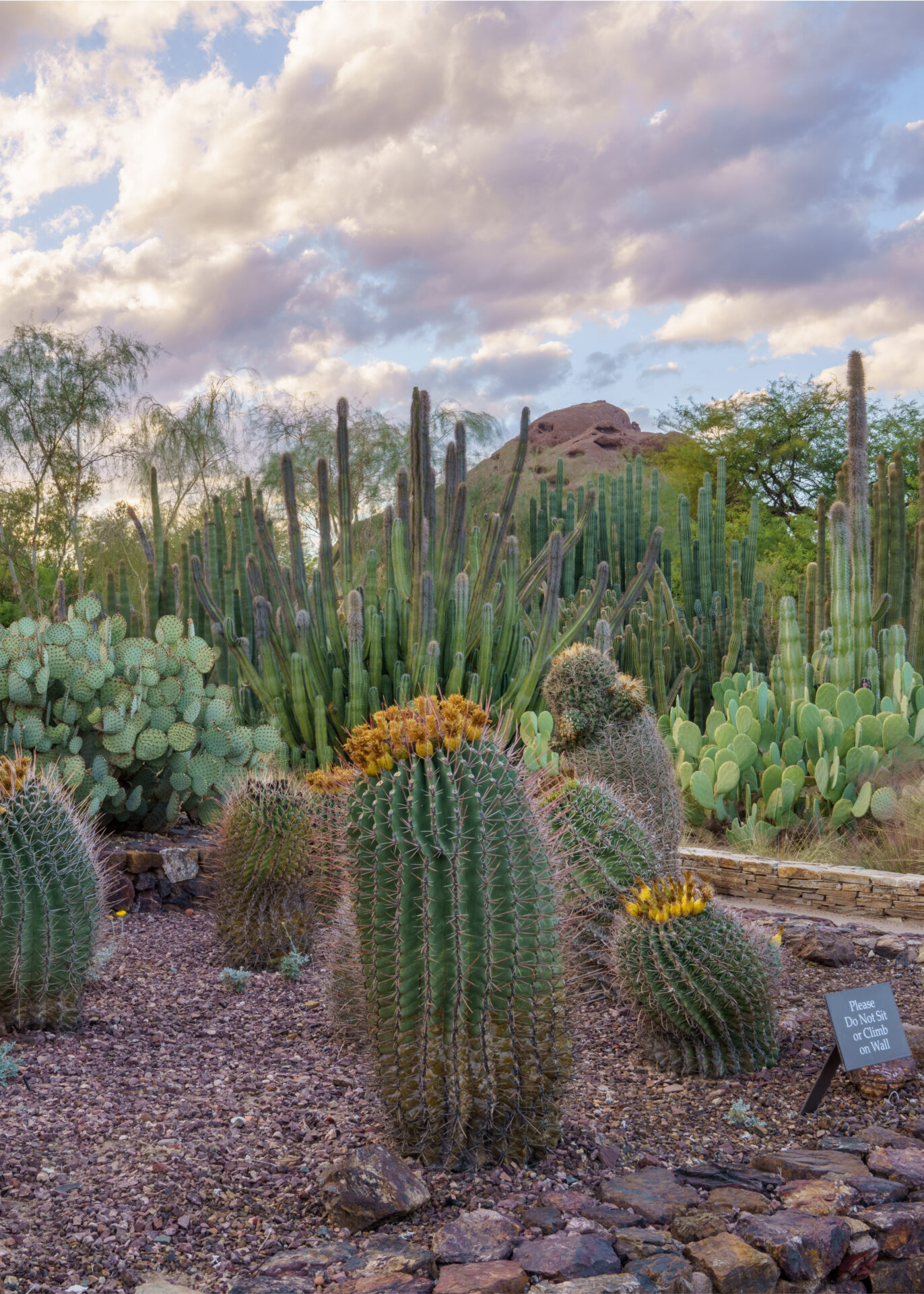 General Gallery | Desert Botanical Garden