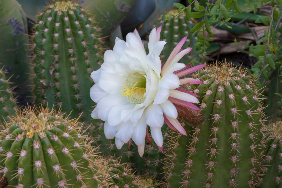 Cactus Blooms in Arizona Desert Botanical Garden