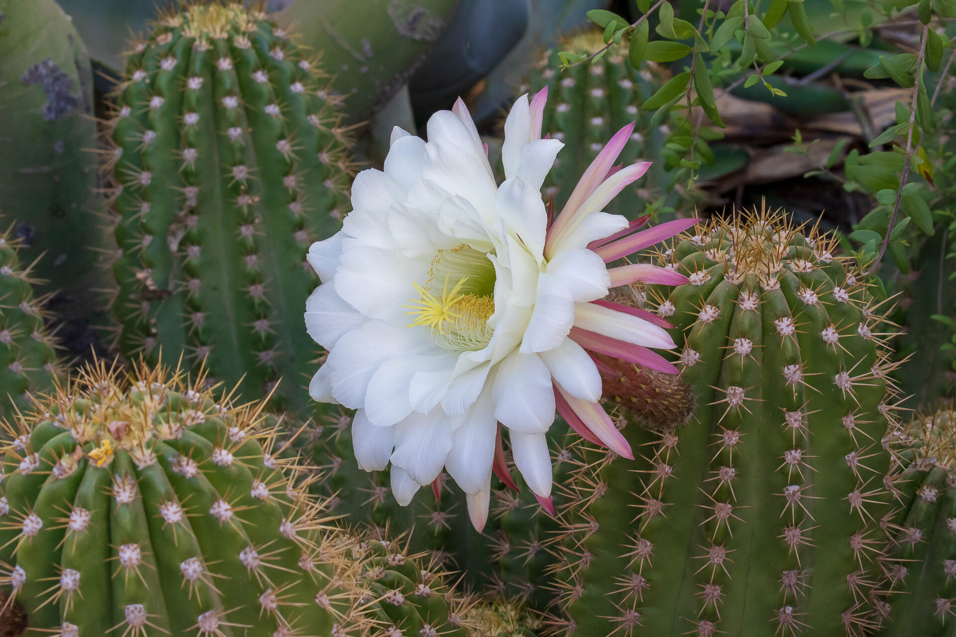 Cactus Blooms in Arizona