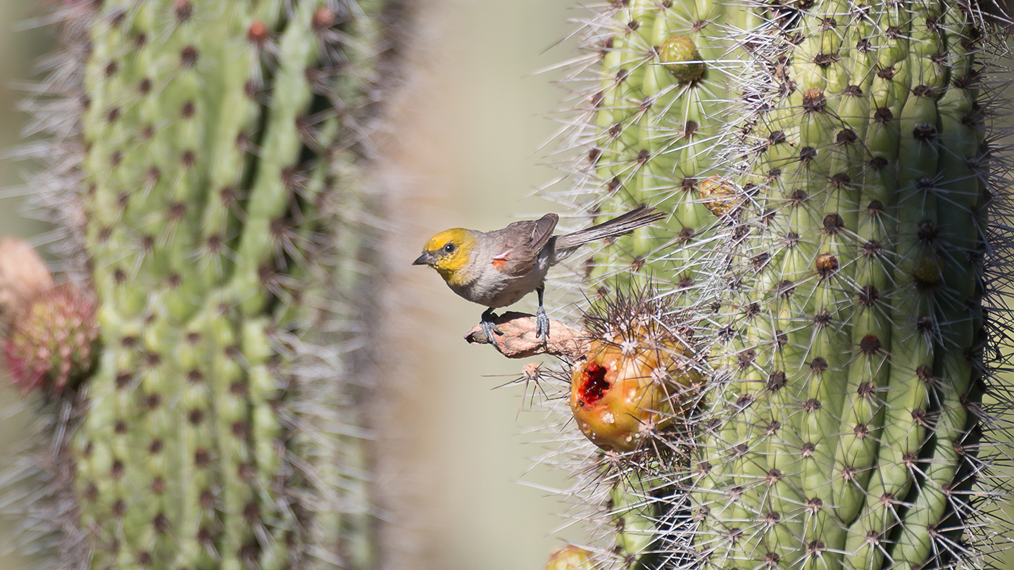 Bird in the garden