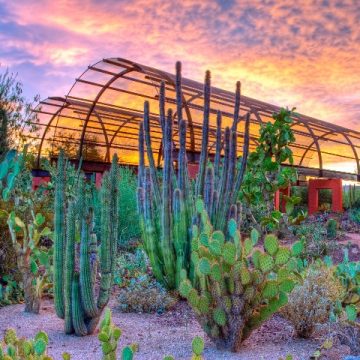 live cacti and plants at desert botanical garden